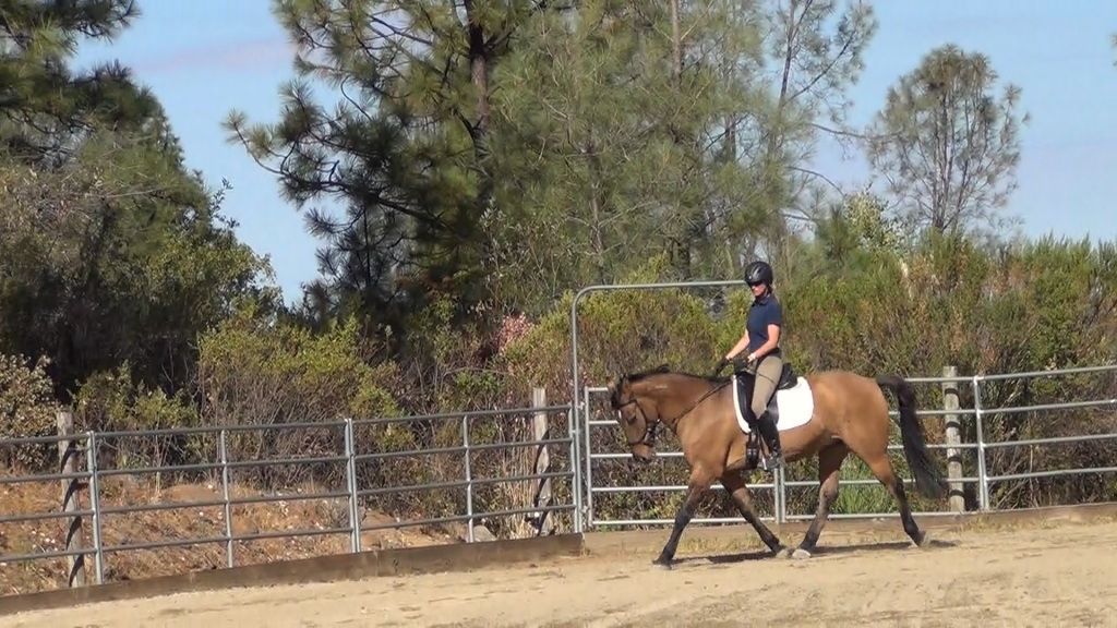 Western saddle sweat patterns Chronicle Forums